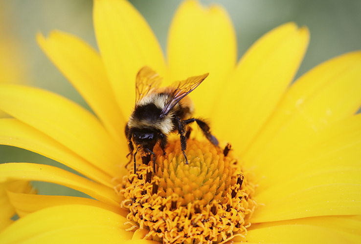 Bee on a flower